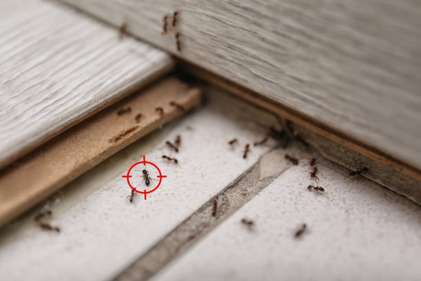 Best Best Pest Control Companies  in Milan, MO